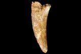 Fossil Crocodile (Elosuchus) Tooth - Kem Kem Beds, Morocco #81043-1
